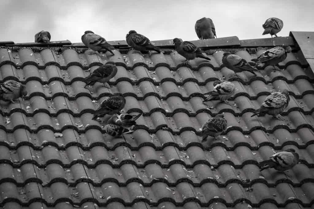piccioni sul tetto foto