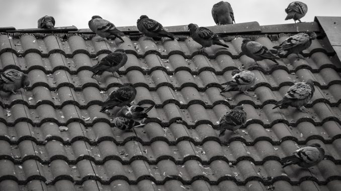 piccioni sul tetto foto